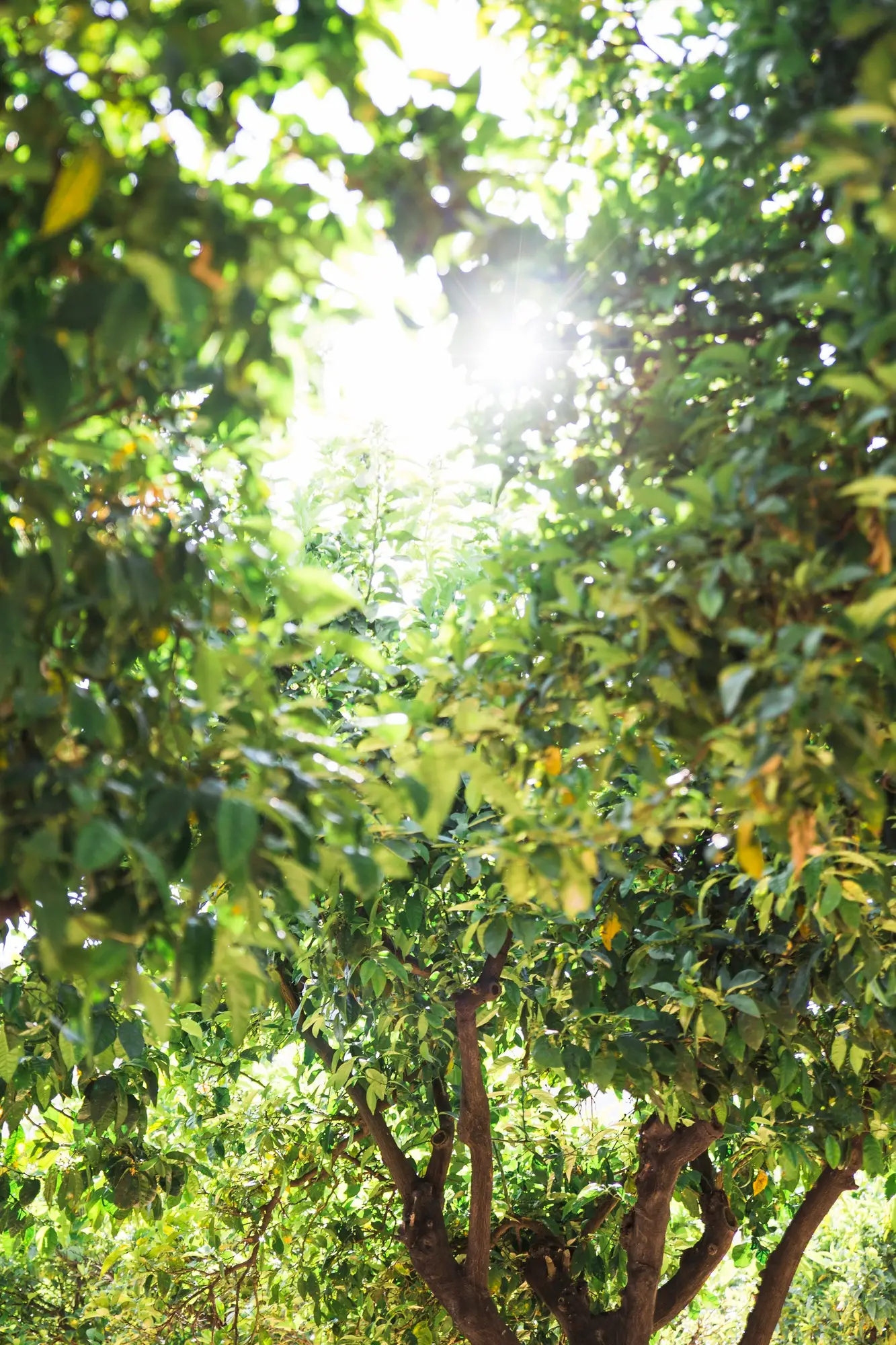 Création et entretien paysager à Chalon-sur-Saône et Givry 🌿Nous concevons et réalisons des espaces naturels et durables Forêts fruitières, jardins en permaculture.