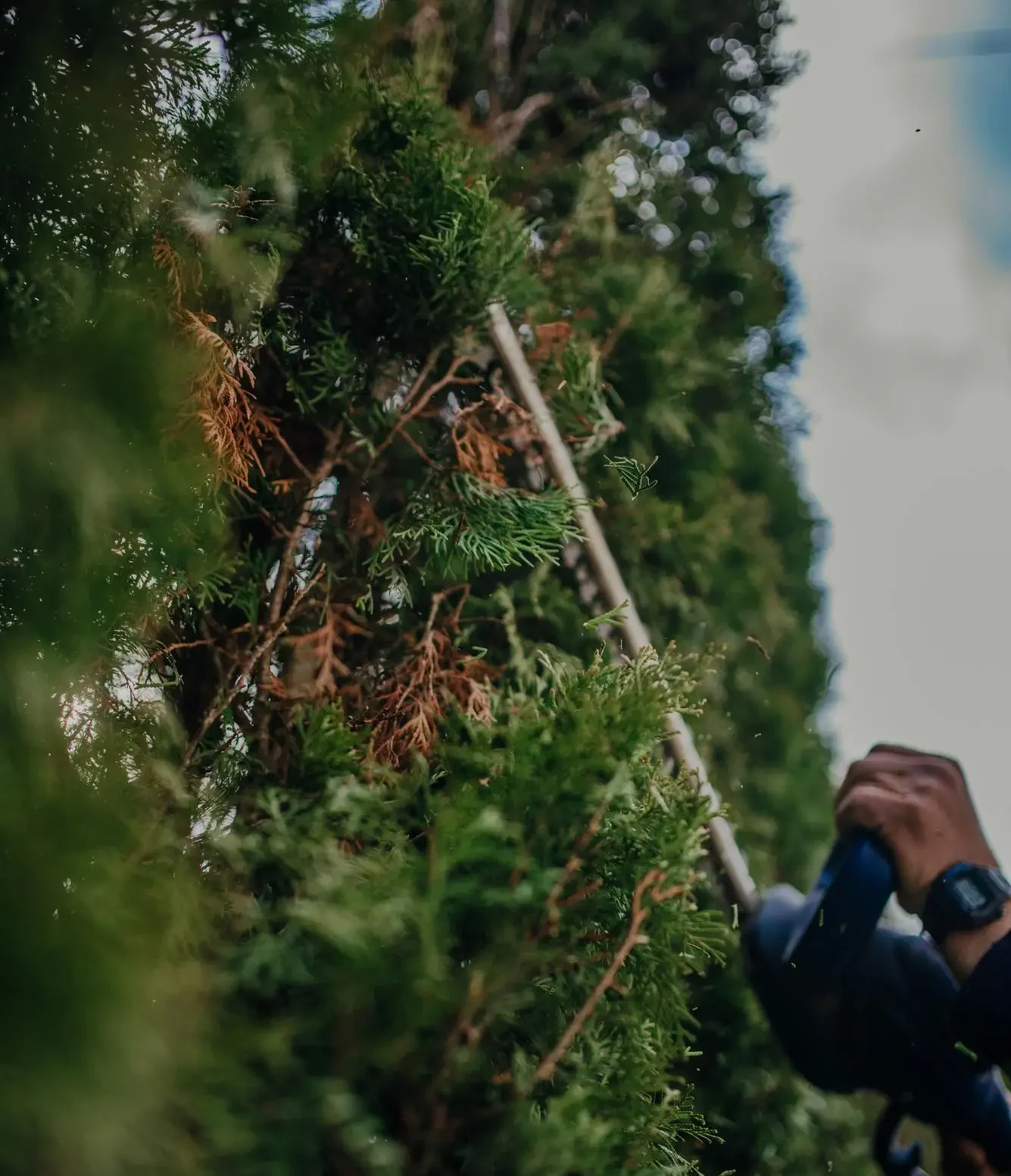 Création et entretien paysager à Chalon-sur-Saône et Givry 🌿Nous concevons et réalisons des espaces naturels et durables Forêts fruitières, jardins en permaculture.